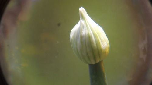 Close-up view of flower