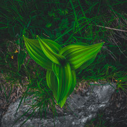 High angle view of green plant on field