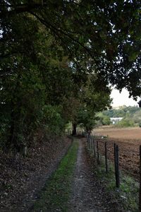 Narrow walkway along trees