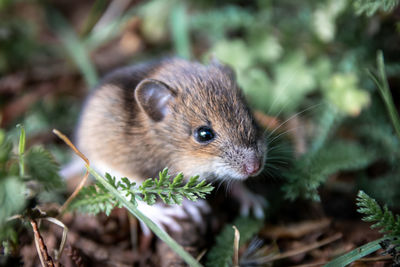 Macro of a wild cute little forest mouse in isolated close-up on the ground with green grass