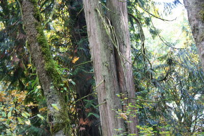 Low angle view of trees in the forest