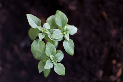 High angle view of plant growing on field