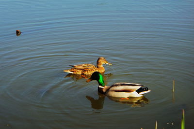 High angle view of mallard duck floating on lake