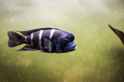 Close-up of fish swimming in sea