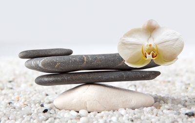 Close-up of pebbles flower