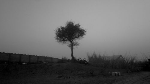 Trees on field against clear sky