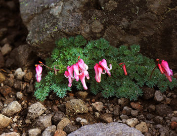 High angle view of pink roses on rock