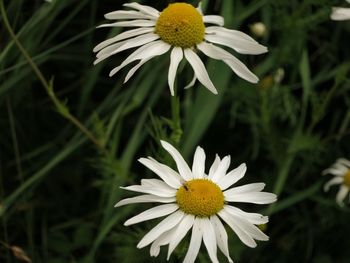 Close-up of white daisy flowers