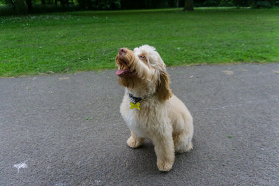 Dog sitting on grass