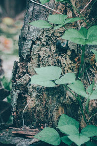 Close-up of tree trunk on field