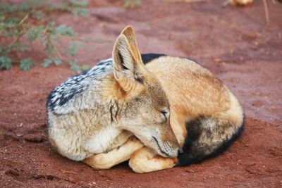 Black backed jackal sleeping