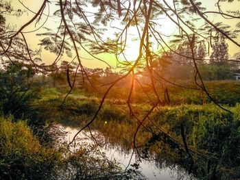 Scenic view of forest against sky