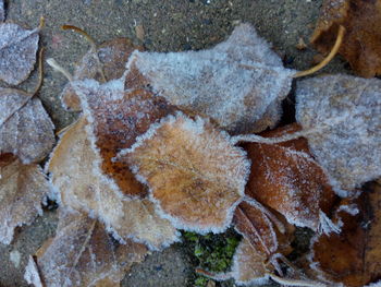 Close-up of snow