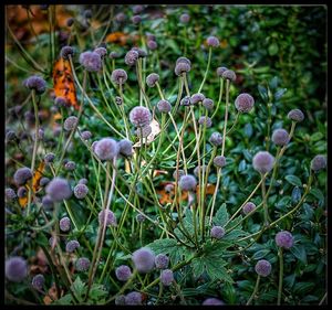 Close-up of poppy flowers
