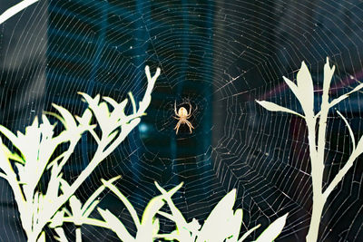 Close-up of spider on web