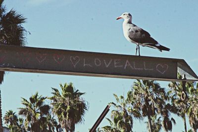 Low angle view of birds perching on wall
