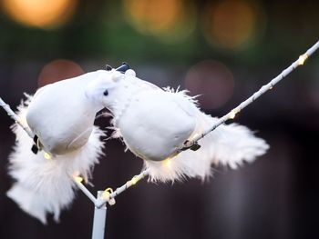 Close-up of white birds