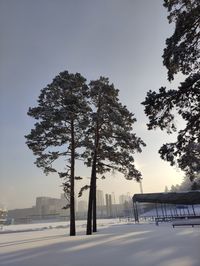 Trees on field against sky during winter