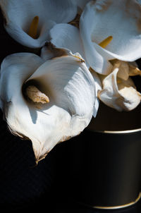 Close-up of white flowers