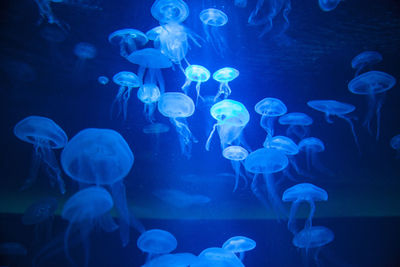 Jellyfish in sea