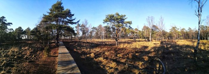 Panoramic view of trees growing in forest against sky