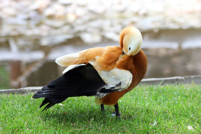 Close-up of duck on grass