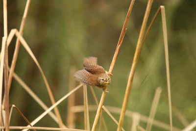 Close-up of a grasshopper