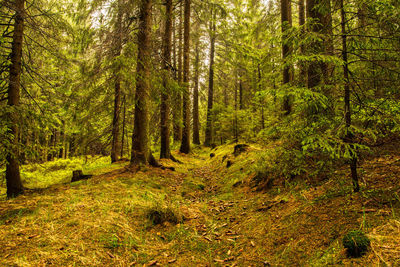 Pine trees in forest