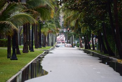 Pathway along trees in park