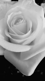 Close-up of white rose blooming outdoors