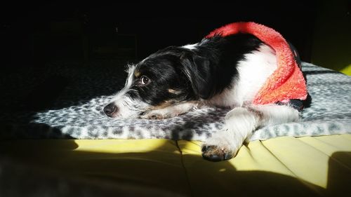 Close-up of dog on bed