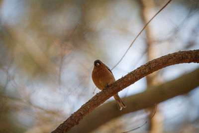 Close-up of bird perching on branch