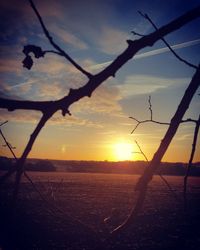 Close-up of silhouette tree against sea during sunset