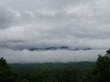 Scenic view of forest against sky