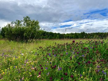 Scenic view of flowering plants on field against sky