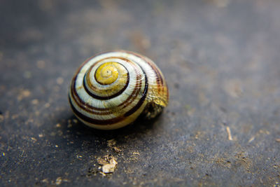 Close-up of snail