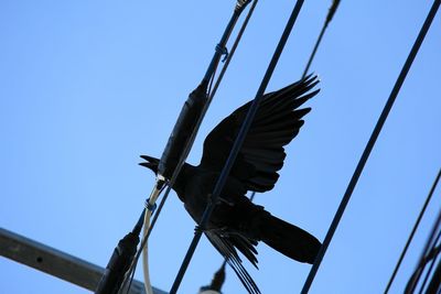 Low angle view of bird on cable against clear blue sky