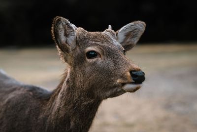 Close-up portrait of deer