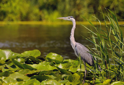 Close-up of gray heron by water