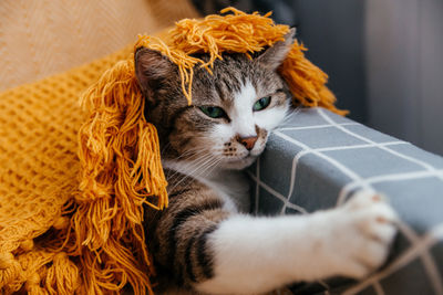 Cute gray cat lies on a armchair in an orange blanket.
