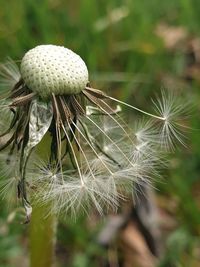 Close-up of dandelion on plant