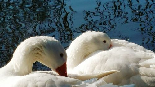 Close-up of swans swimming in lake