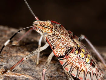 Close-up of butterfly