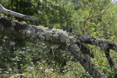 Close-up of tree branch