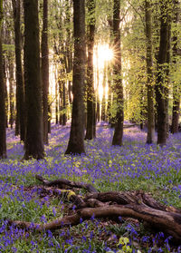 Trees in forest