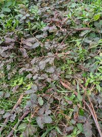 High angle view of dry leaves on field