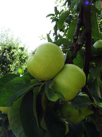 Close-up of fruits on tree