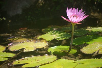 Lotus water lily in pond