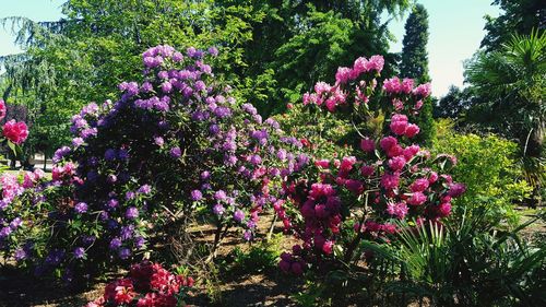 Pink flowering plant in park