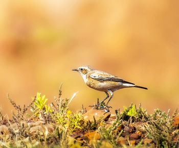 Close-up of bird perching on plant